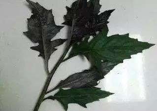 【提醒】一盘“秋葵”下肚，夫妻进了 ICU，这些“毒菜”一定要认清！