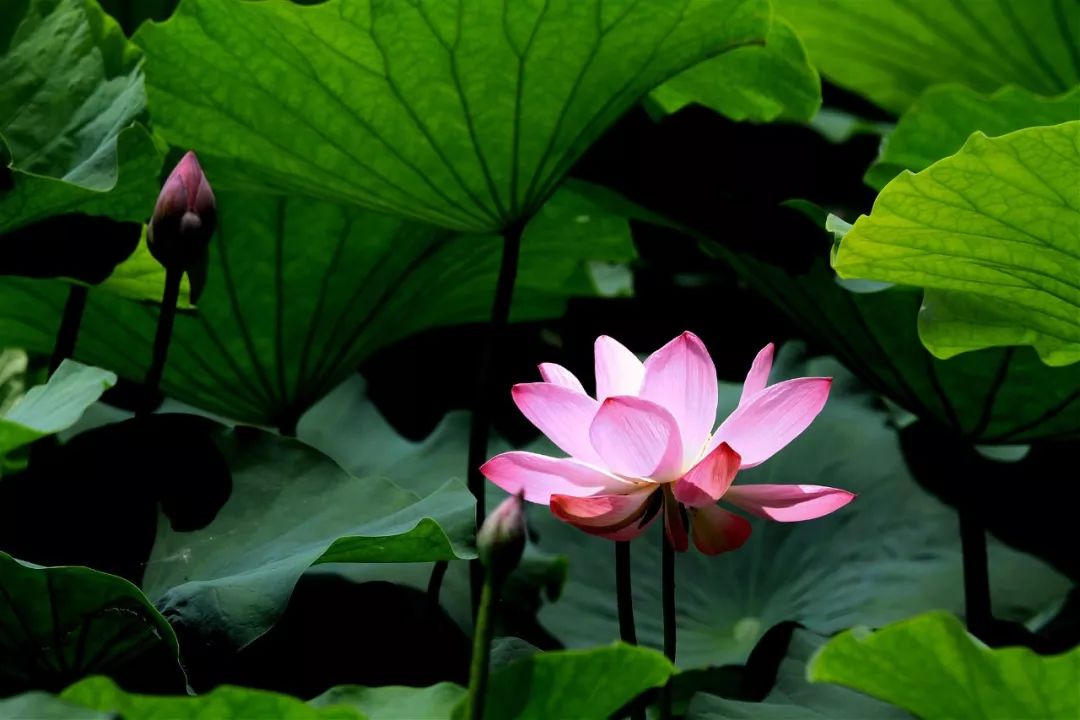 除了荷花，夏季来玄武湖还能看到……