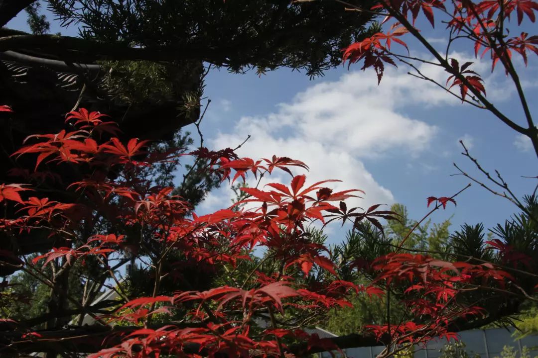 免费!上万盆菊花竞相开放!2019 玄武湖金秋菊展来了! 免费!上万盆菊花竞相开放!2019 玄武湖金秋菊展来了!