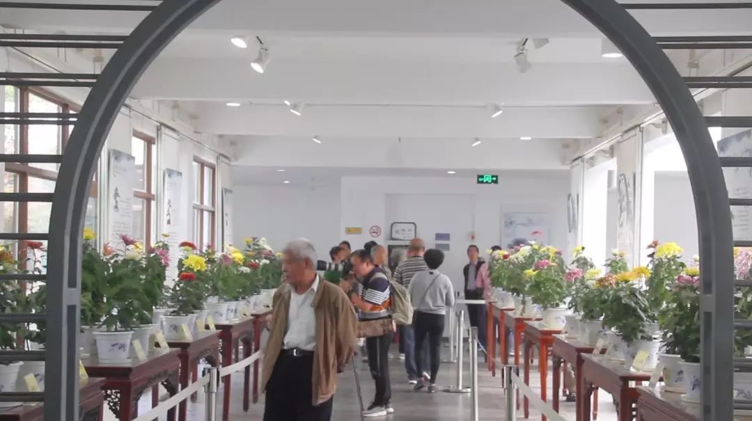 免费!上万盆菊花竞相开放!2019 玄武湖金秋菊展来了! 免费!上万盆菊花竞相开放!2019 玄武湖金秋菊展来了!