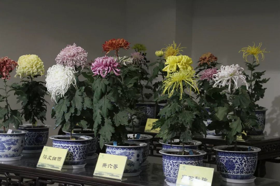 免费！上万盆菊花竞相开放！2019 玄武湖金秋菊展来了！