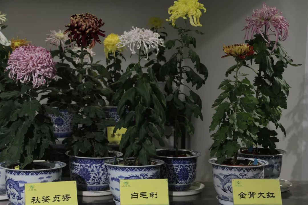 免费!上万盆菊花竞相开放!2019 玄武湖金秋菊展来了! 免费!上万盆菊花竞相开放!2019 玄武湖金秋菊展来了!