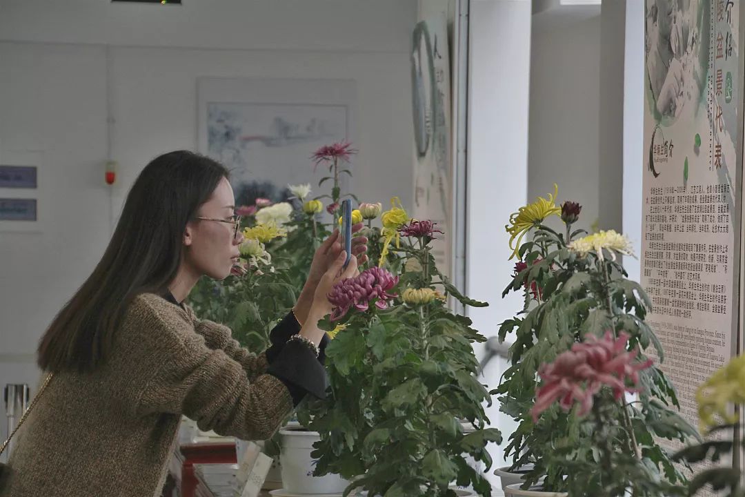 免费!上万盆菊花竞相开放!2019 玄武湖金秋菊展来了! 免费!上万盆菊花竞相开放!2019 玄武湖金秋菊展来了!