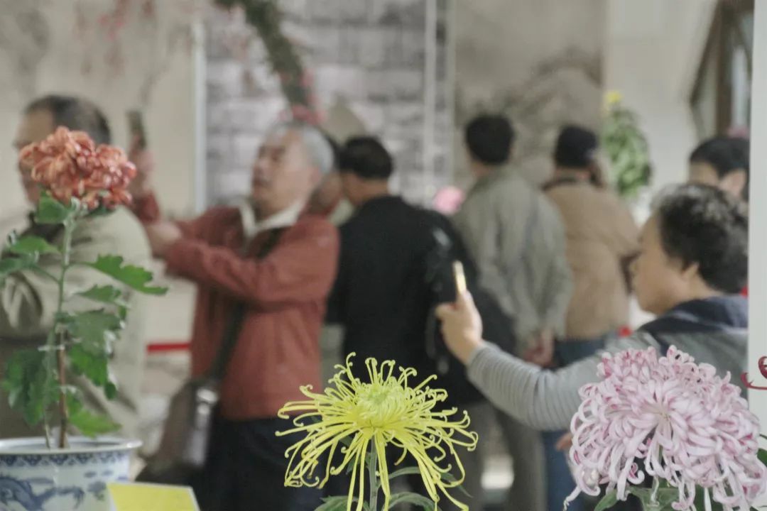 免费!上万盆菊花竞相开放!2019 玄武湖金秋菊展来了! 免费!上万盆菊花竞相开放!2019 玄武湖金秋菊展来了!