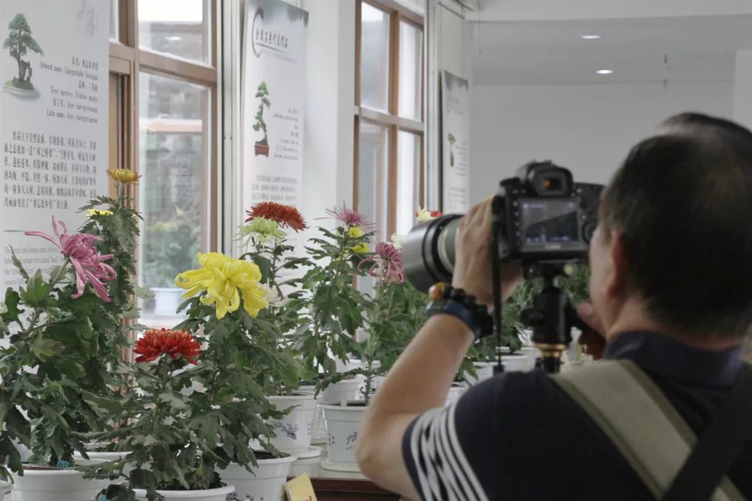 免费!上万盆菊花竞相开放!2019 玄武湖金秋菊展来了! 免费!上万盆菊花竞相开放!2019 玄武湖金秋菊展来了!