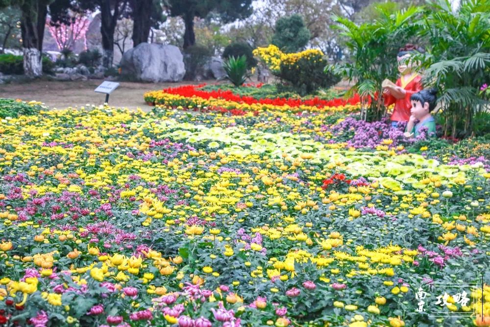 赏菊正当时！这个免费的“花花世界”，惊艳金秋！