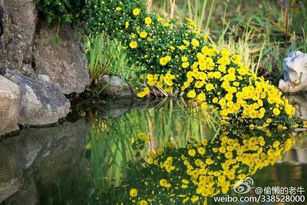 赏菊正当时！这个免费的“花花世界”，惊艳金秋！