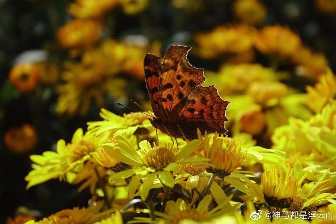 赏菊正当时！这个免费的“花花世界”，惊艳金秋！