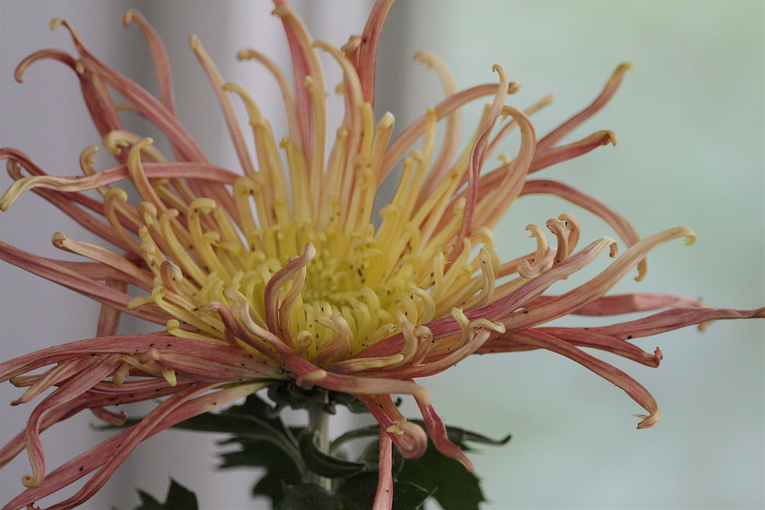 赏菊正当时！这个免费的“花花世界”，惊艳金秋！