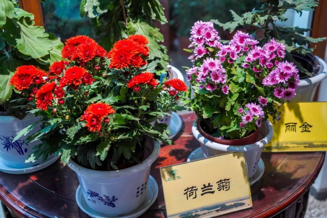 赏菊正当时！这个免费的“花花世界”，惊艳金秋！