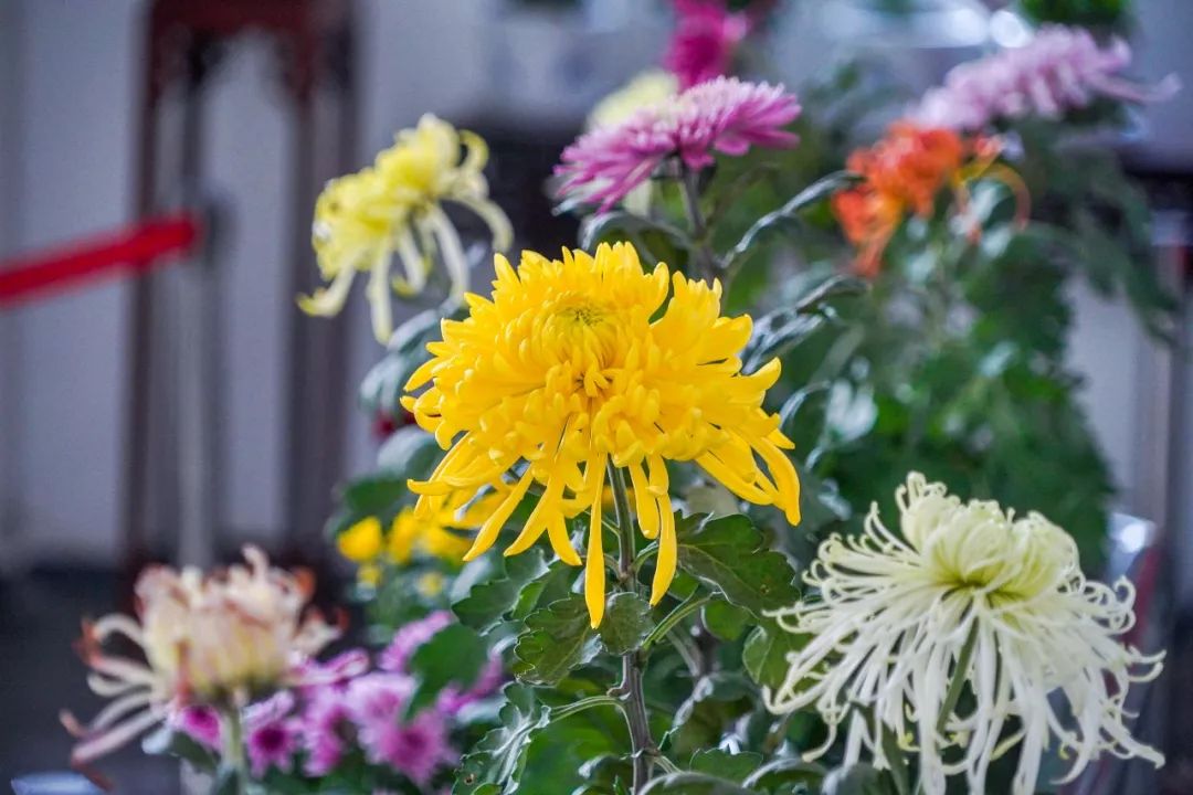 赏菊正当时！这个免费的“花花世界”，惊艳金秋！