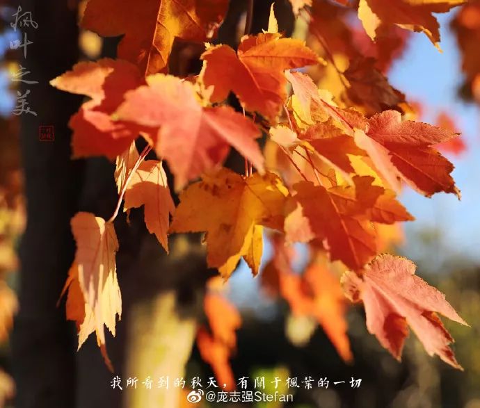 秋水如诗,秋色如画!六合的秋,原来这么美! 秋水如诗,秋色如画!六合的秋,原来这么美!