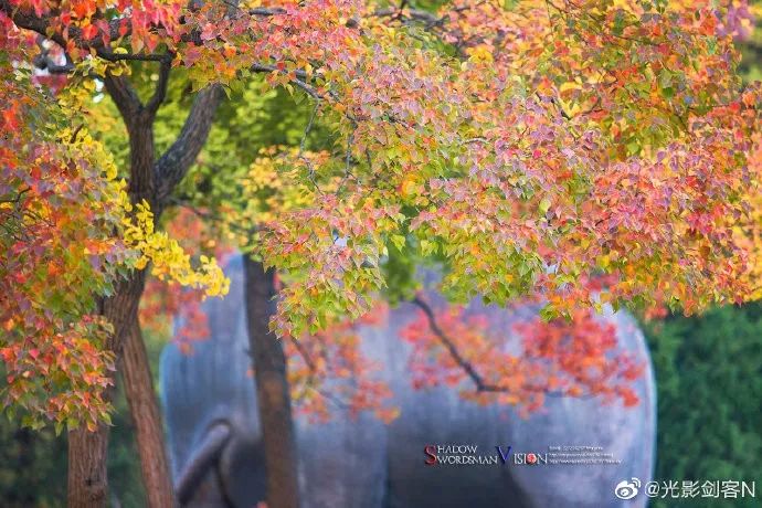 现在就来！秋末的南京，美成了油画！
