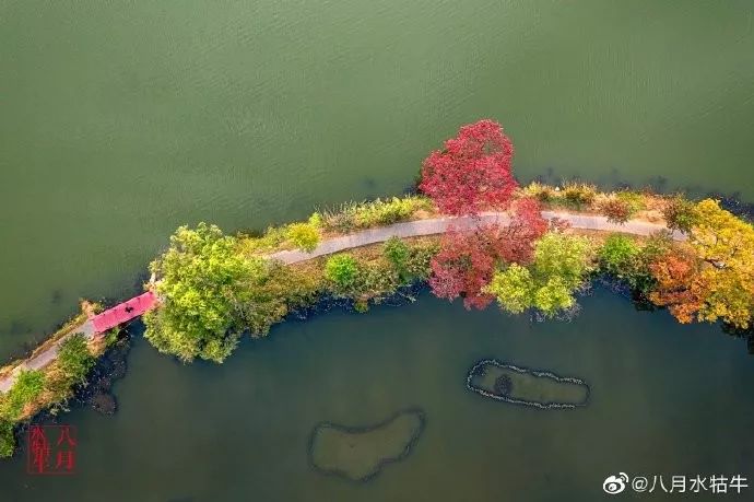 现在就来！秋末的南京，美成了油画！
