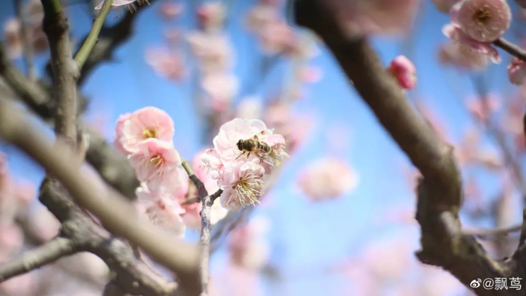 春暖花开，久违了！