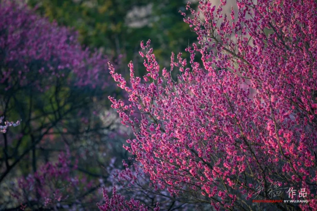 春暖花开，久违了！