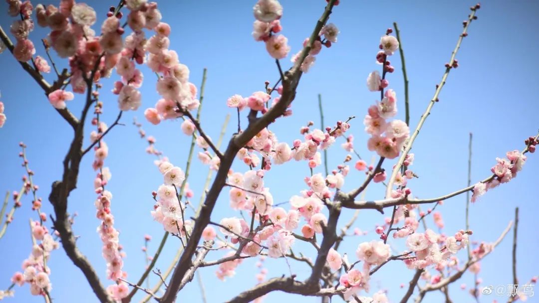 春暖花开，久违了！