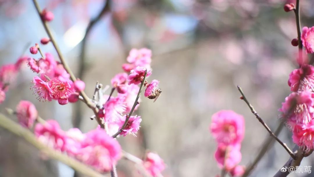 春暖花开，久违了！