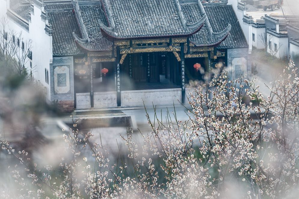 溧水“梅”景引人入胜!720°“云游”花海,每一帧都是绝美画卷! 溧水“梅”景引人入胜!720°“云游”花海,每一帧都是绝美画卷!