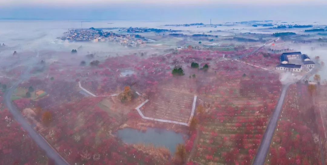 溧水“梅”景引人入胜！720°“云游”花海，每一帧都是绝美画卷！