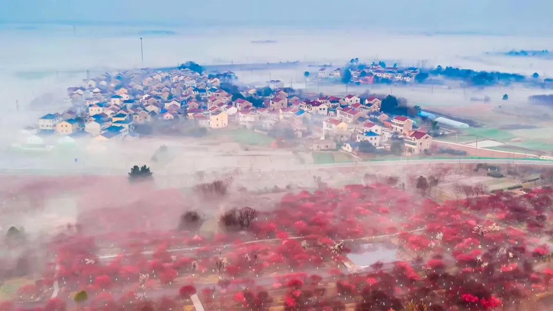 溧水“梅”景引人入胜!720°“云游”花海,每一帧都是绝美画卷! 溧水“梅”景引人入胜!720°“云游”花海,每一帧都是绝美画卷!