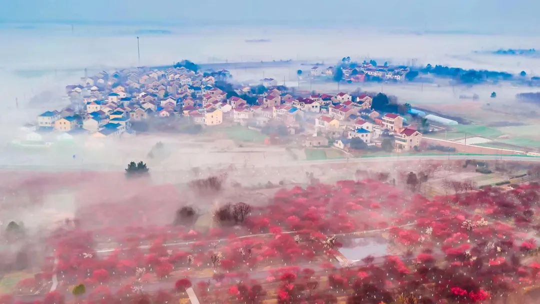 溧水“梅”景引人入胜！720°“云游”花海，每一帧都是绝美画卷！