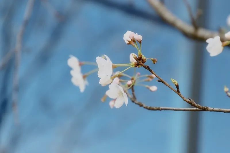 这里春景独好！赏花观展两不误，等你来逛！