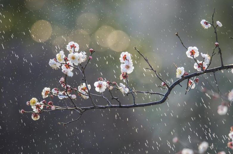 溧水“梅”景引人入胜！720°“云游”花海，每一帧都是绝美画卷！