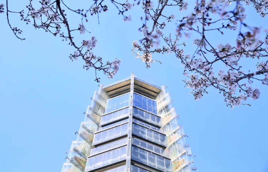 这里春景独好!赏花观展两不误,等你来逛! 这里春景独好!赏花观展两不误,等你来逛!