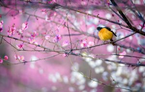 溧水“梅”景引人入胜!720°“云游”花海,每一帧都是绝美画卷!-武穆逸仙
