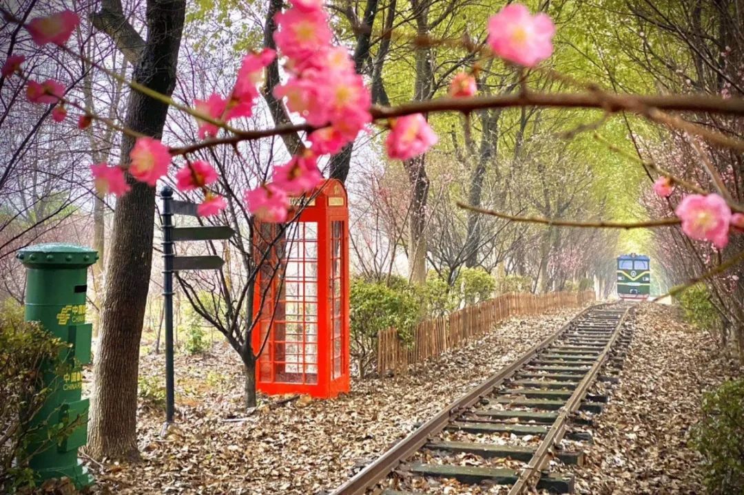 溧水“梅”景引人入胜!720°“云游”花海,每一帧都是绝美画卷! 溧水“梅”景引人入胜!720°“云游”花海,每一帧都是绝美画卷!