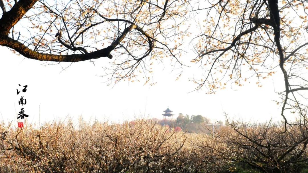 溧水“梅”景引人入胜!720°“云游”花海,每一帧都是绝美画卷! 溧水“梅”景引人入胜!720°“云游”花海,每一帧都是绝美画卷!
