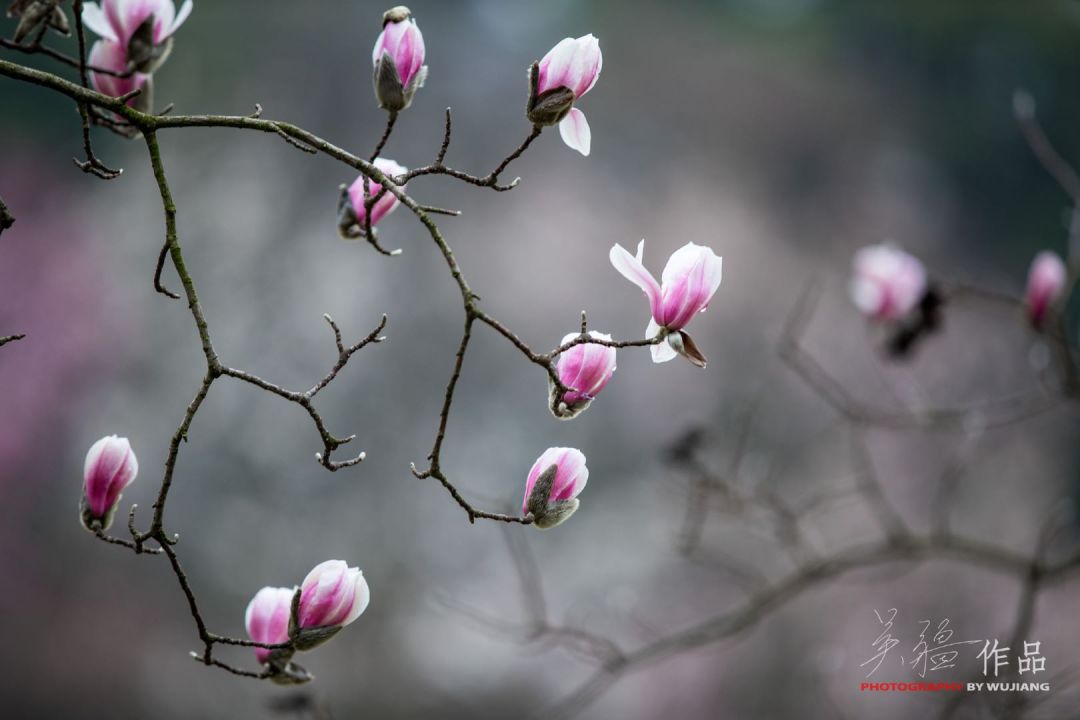 玉兰花开绚烂，隔屏来赏醉美春色！