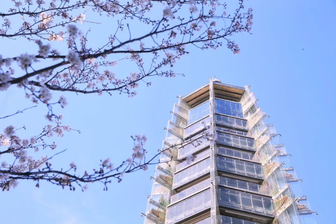 这里春景独好!赏花观展两不误,等你来逛! 这里春景独好!赏花观展两不误,等你来逛!