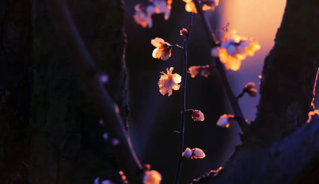 溧水“梅”景引人入胜!720°“云游”花海,每一帧都是绝美画卷! 溧水“梅”景引人入胜!720°“云游”花海,每一帧都是绝美画卷!