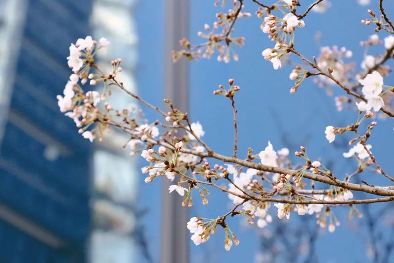 这里春景独好！赏花观展两不误，等你来逛！