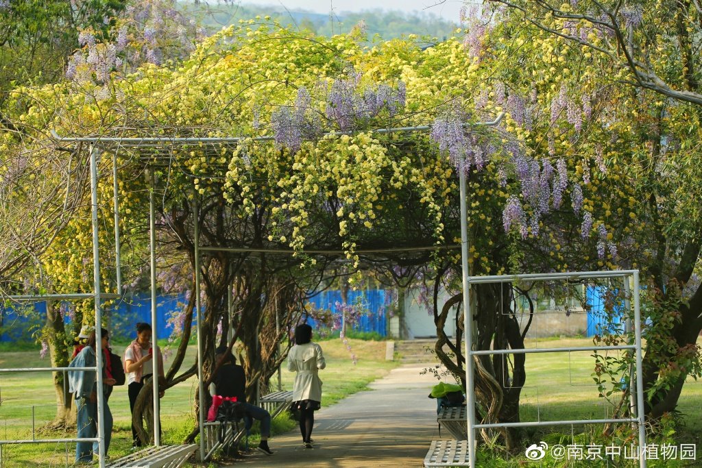 南京中山植物园的紫藤与黄木香花