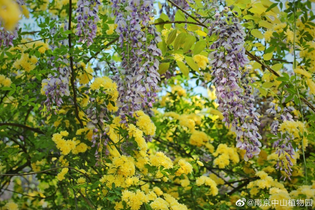 南京中山植物园的紫藤与黄木香花