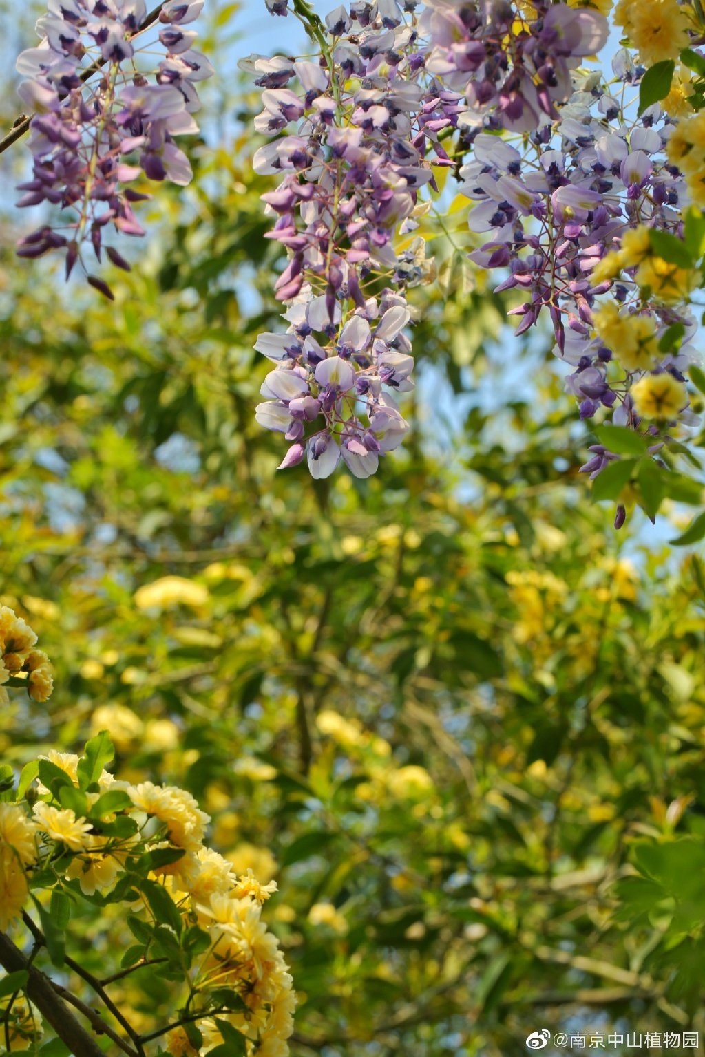 南京中山植物园的紫藤与黄木香花