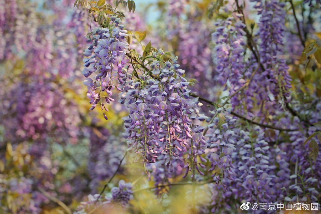 南京中山植物园的紫藤与黄木香花