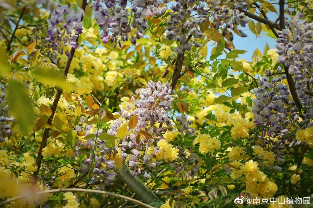 南京中山植物园的紫藤与黄木香花