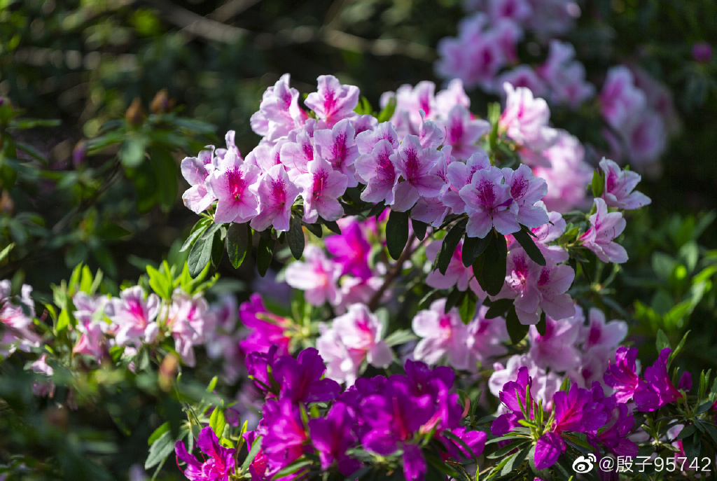 南京情侣园 杜鹃花-武穆逸仙