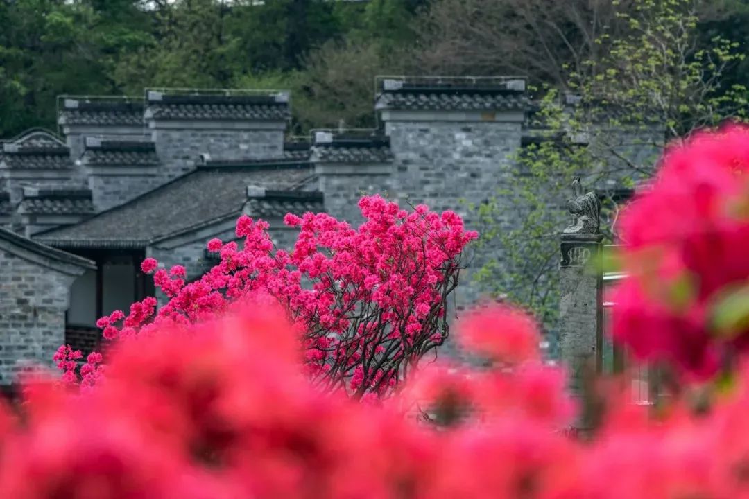 老门东里春意浓，缤纷花境美不胜收！