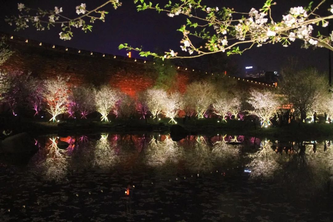 百花闹春，玄武湖的夜樱尽显芳华！
