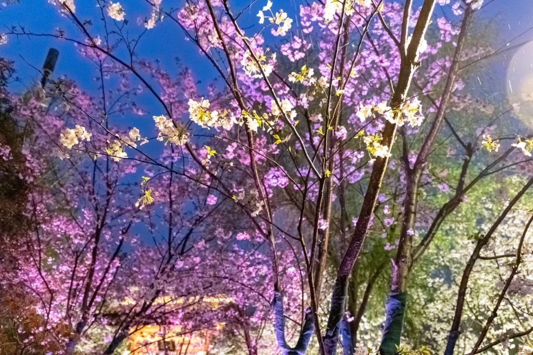百花闹春，玄武湖的夜樱尽显芳华！