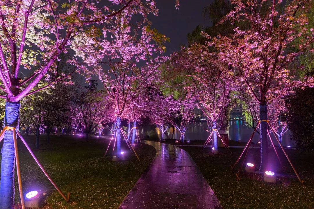 百花闹春，玄武湖的夜樱尽显芳华！
