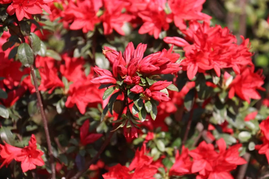 杜鹃花开，映山红！