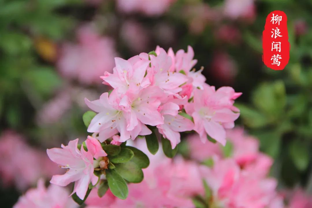 杜鹃花开,映山红! 杜鹃花开,映山红!