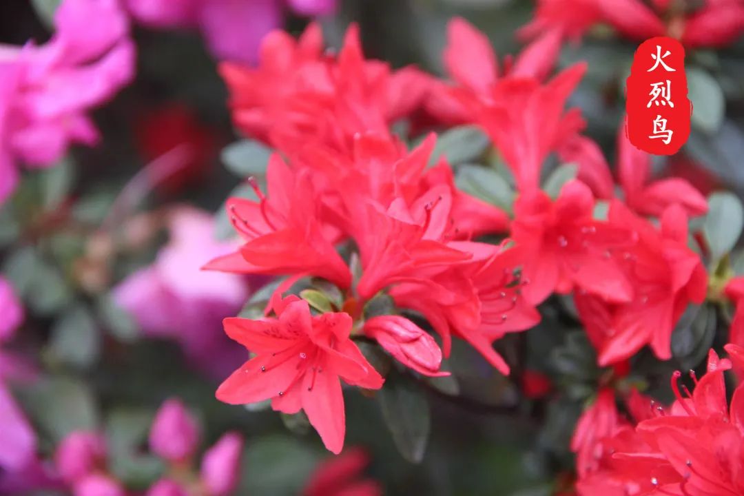 杜鹃花开，映山红！