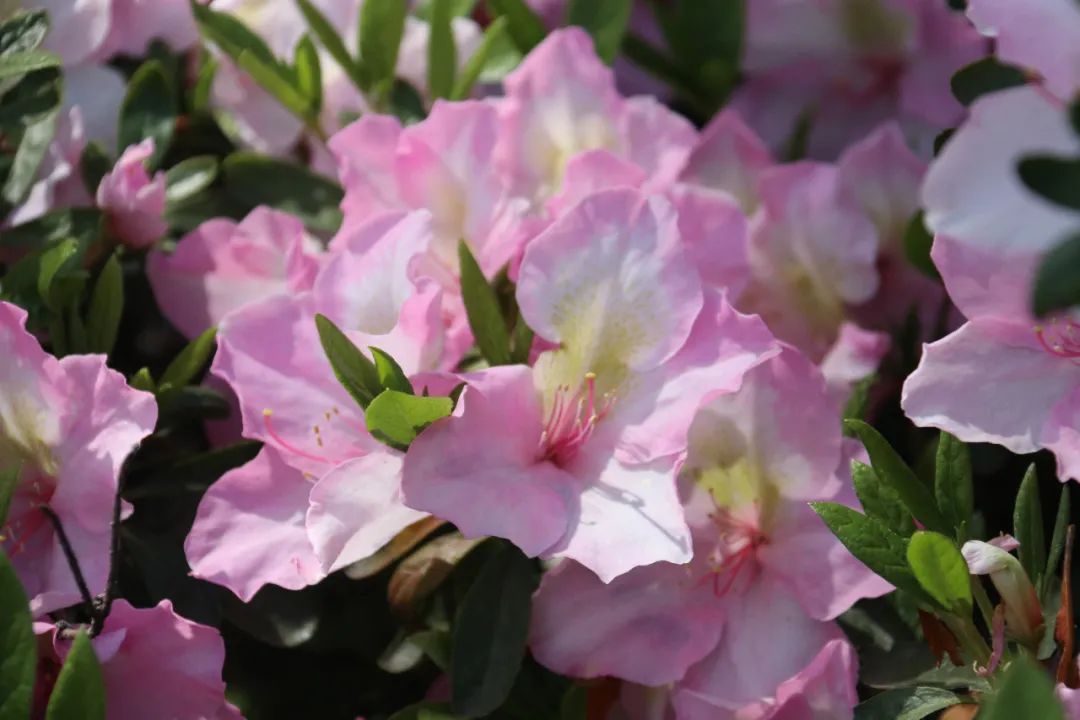 杜鹃花开，映山红！